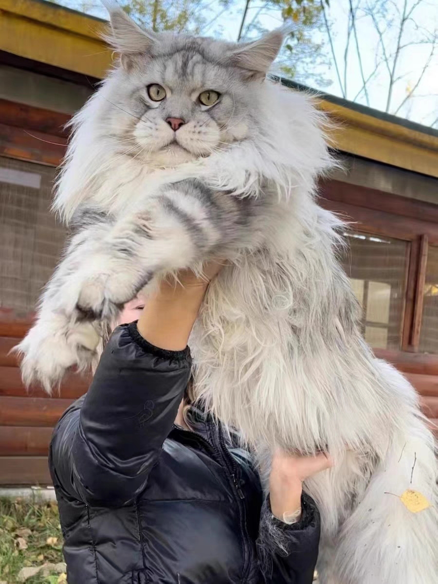 猫舍直销,批发价出售,缅因猫